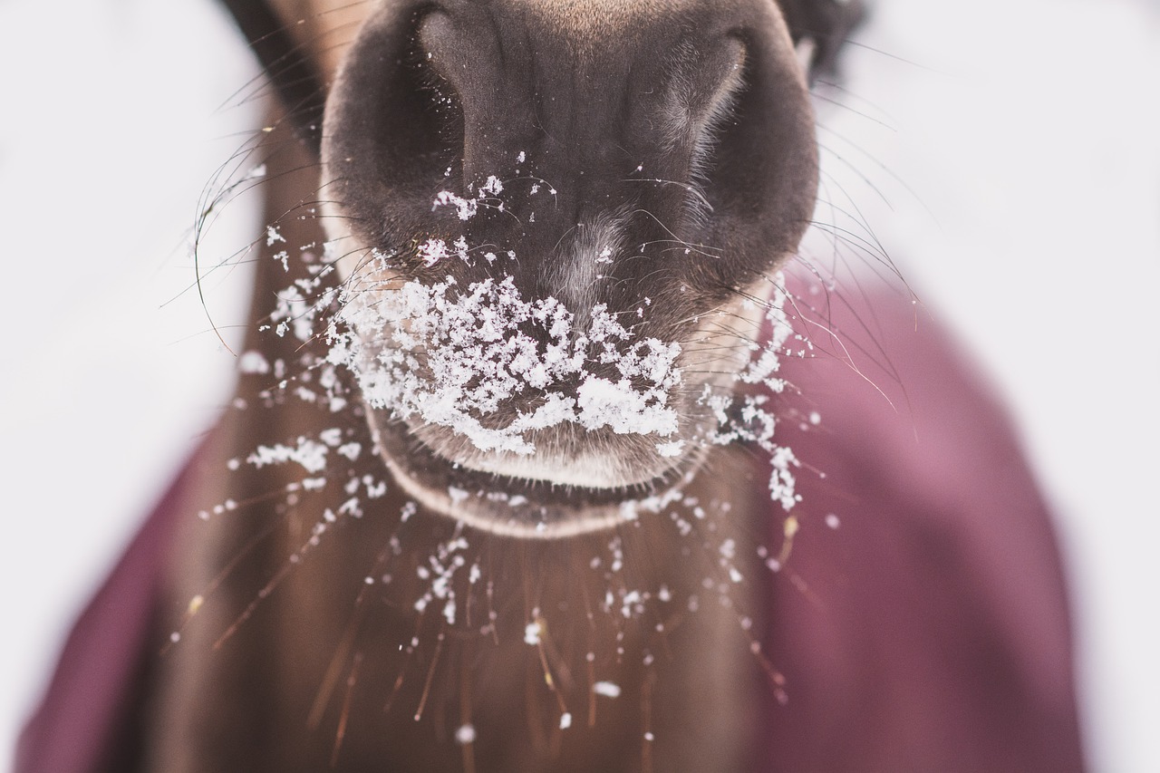 horse muzzle with snow Star Milling Co