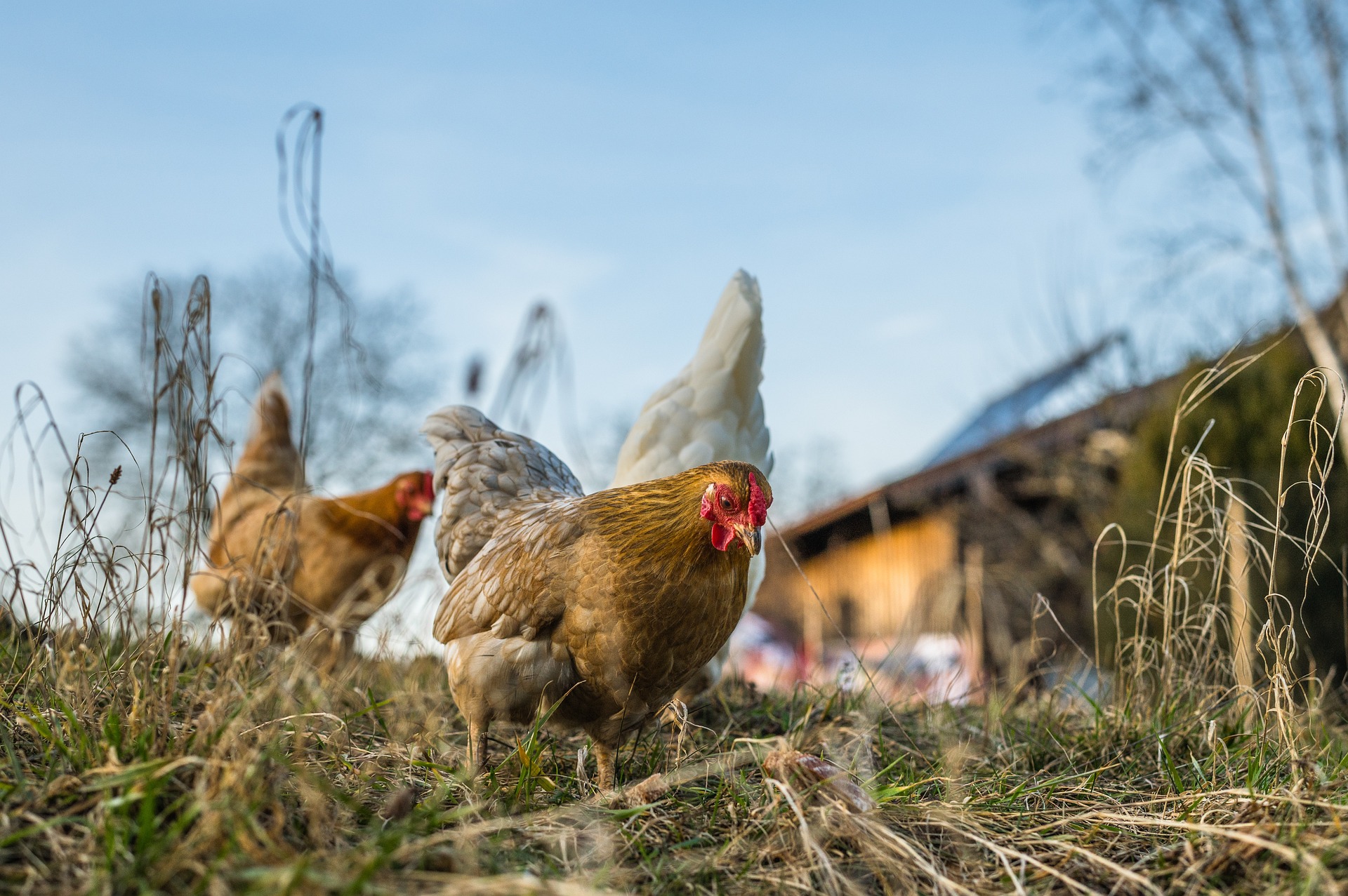 The Best Dog Breeds to Guard Your Flock