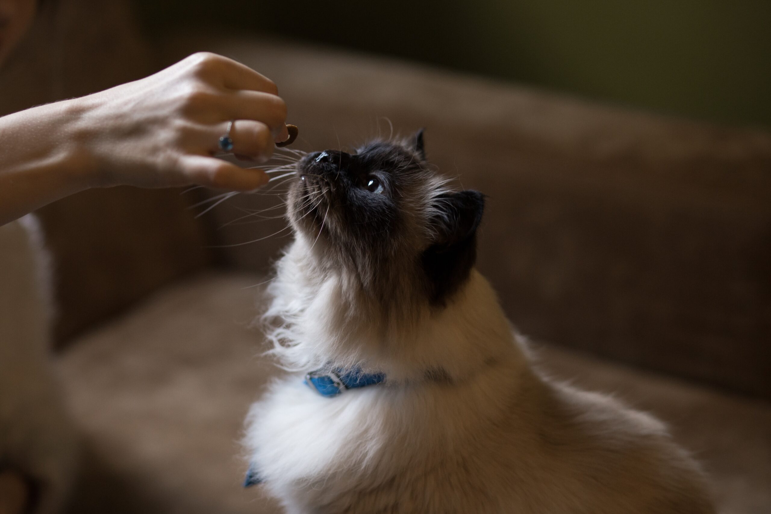 How Quality Cat Food Translates to Better Cat Health