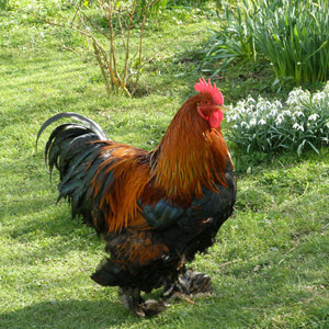 Cochin chicken breed