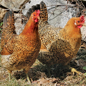 Sicilian Buttercup chicken breed