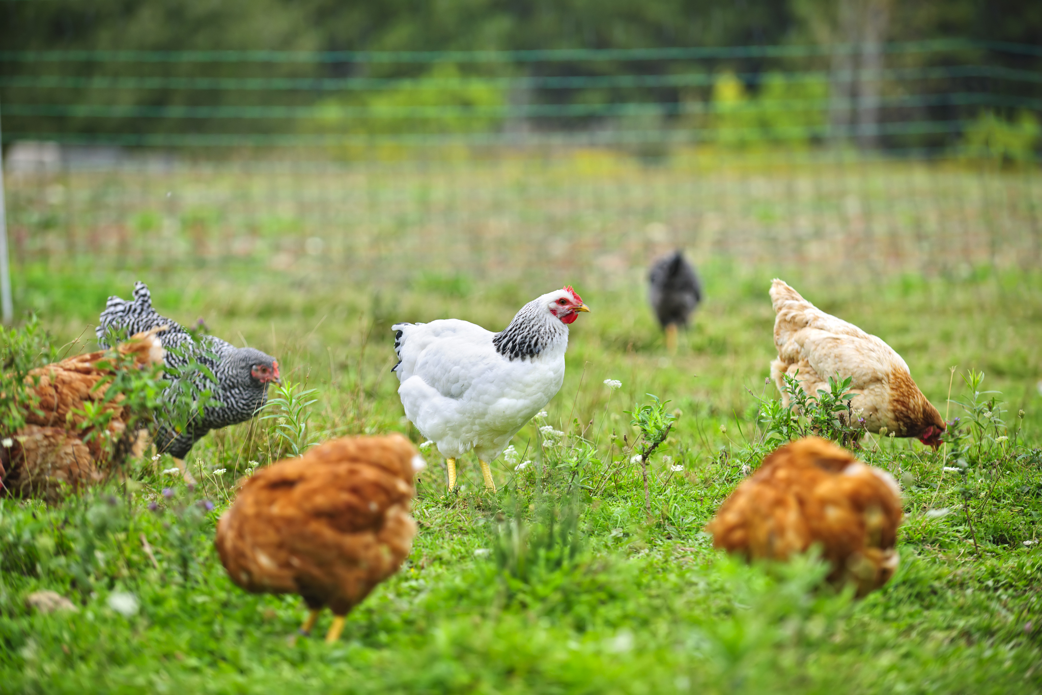 egg laying chicken