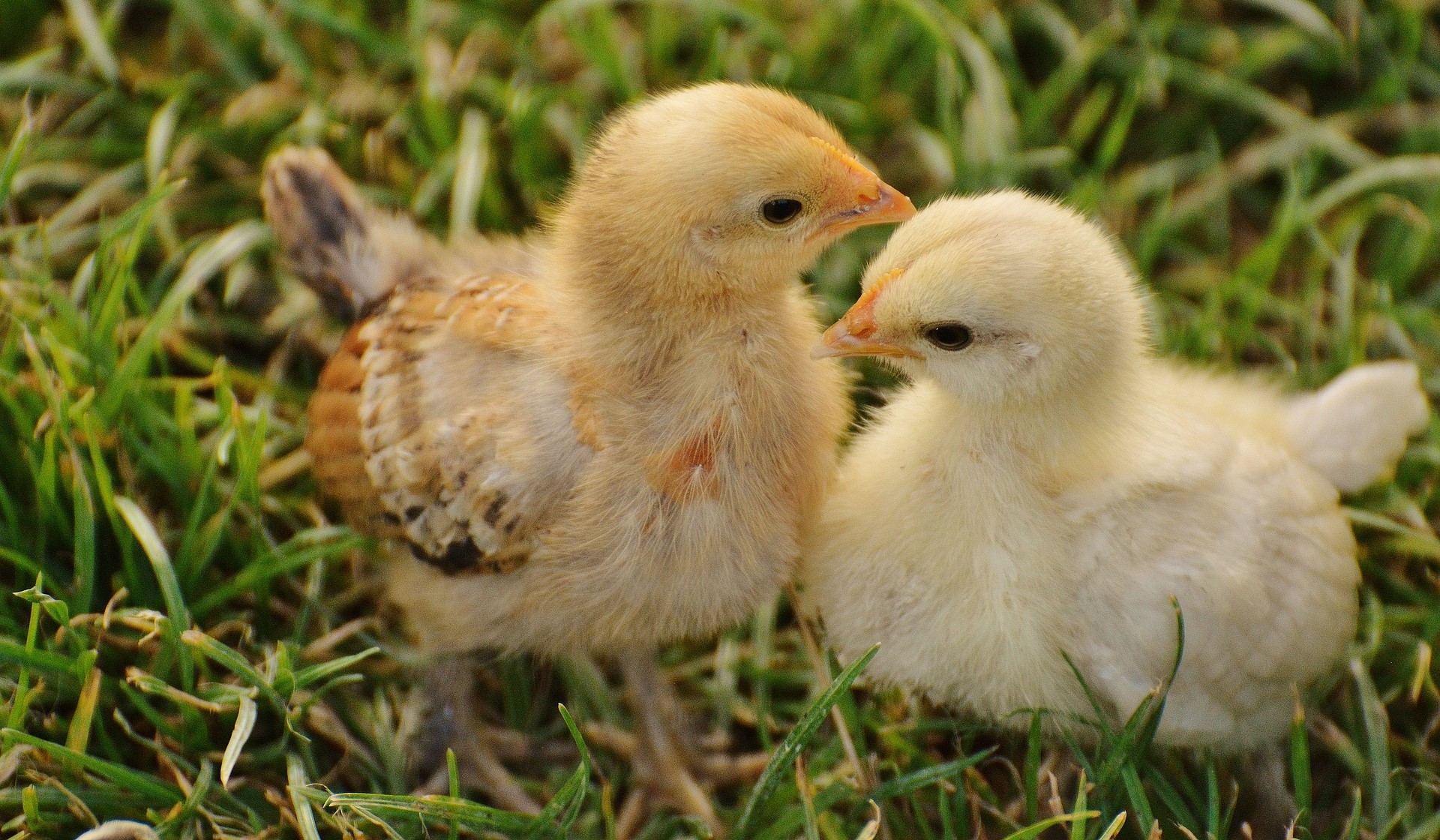 Sexing Baby Chicks - Star Milling Co.