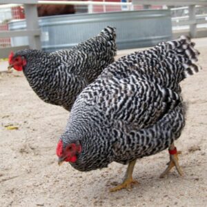Dominique chicken breed
