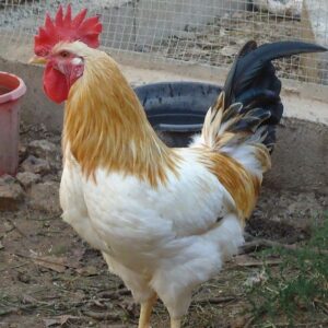 Delaware chicken