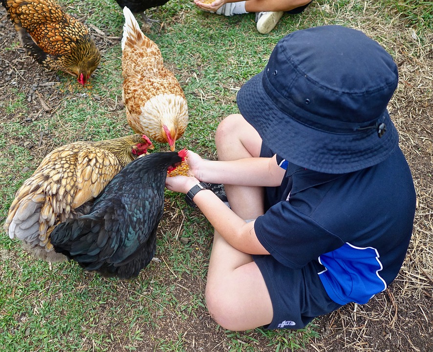 Feeding chickens - Star Milling Co.