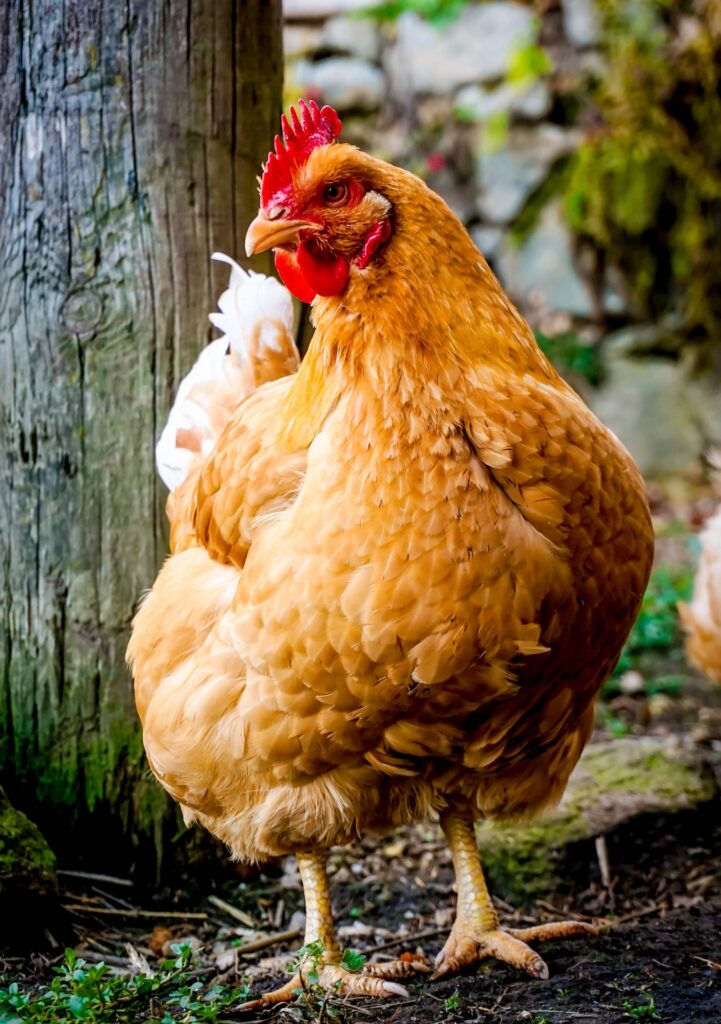 Backyard hen - Star Milling Co.