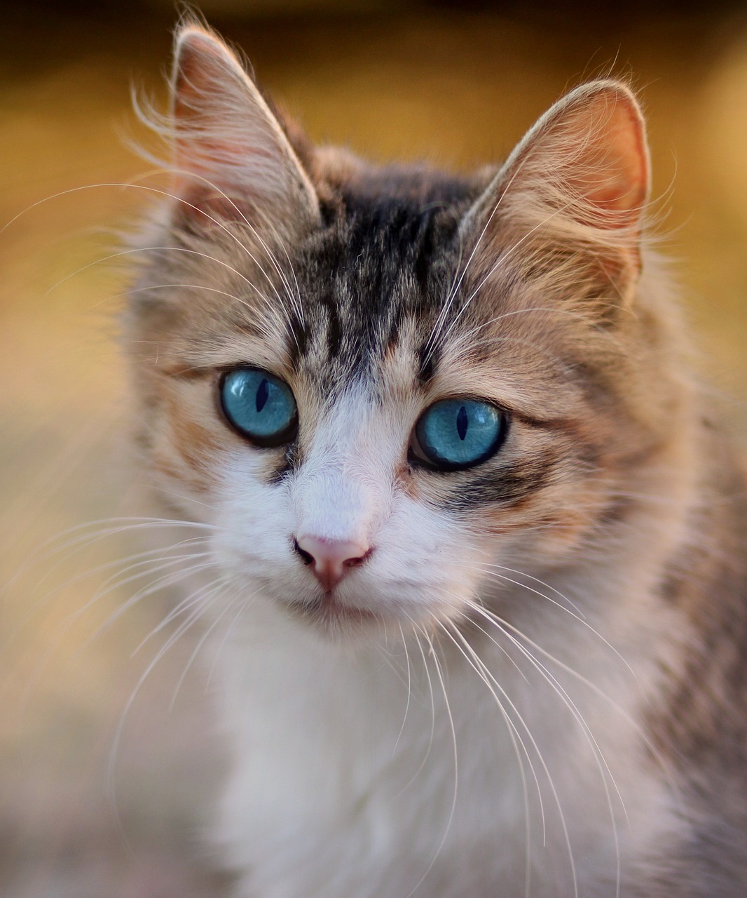 Blue-eyed cat with long whiskers - Star Milling Co.
