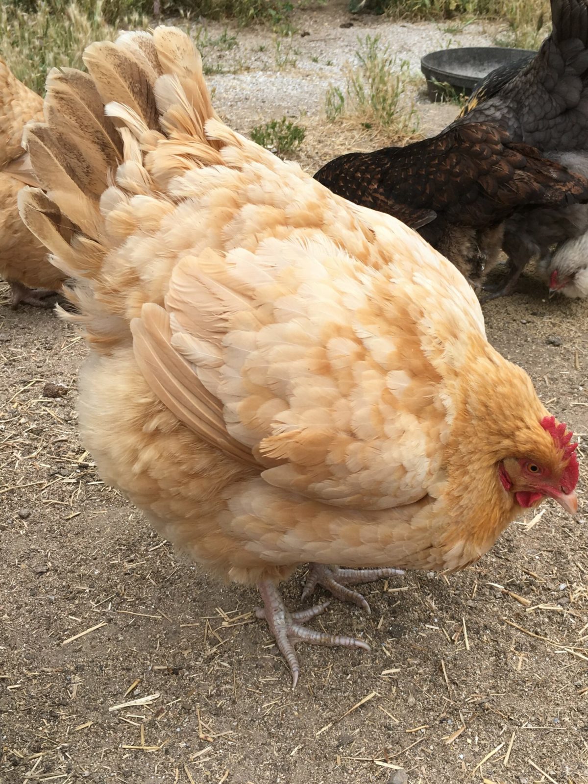 Jordy the broody hen