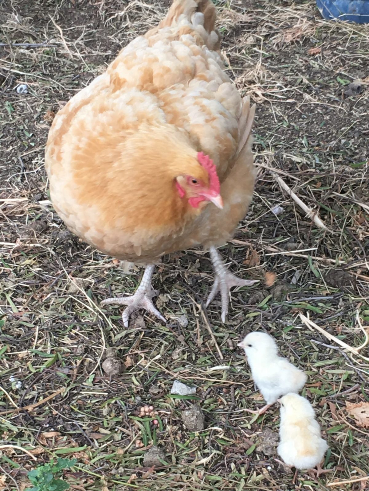 Jody teaches her chicks - Star Milling Co.
