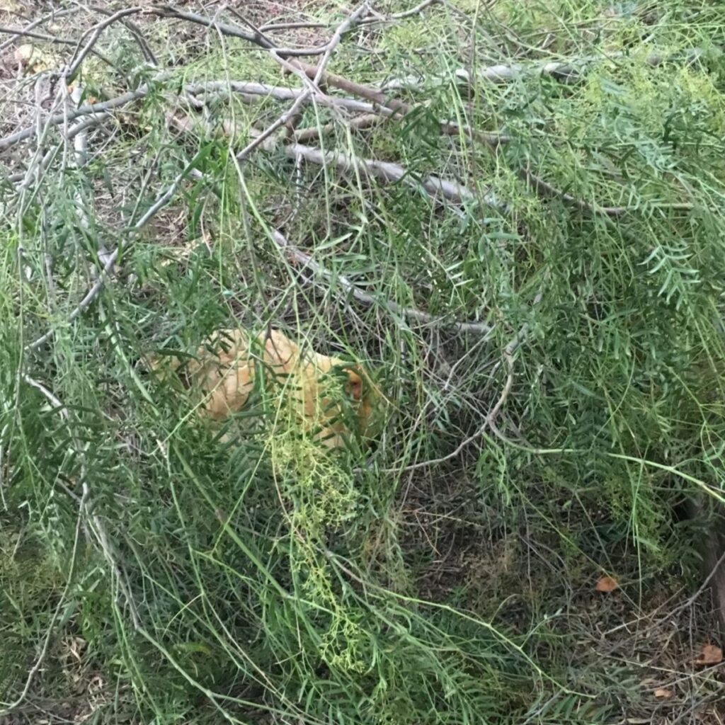 Jordy in her tree branch nest - Star Milling Co.