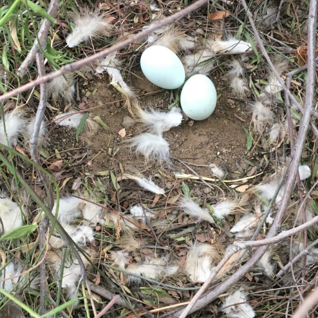 Jordy's feathered nest