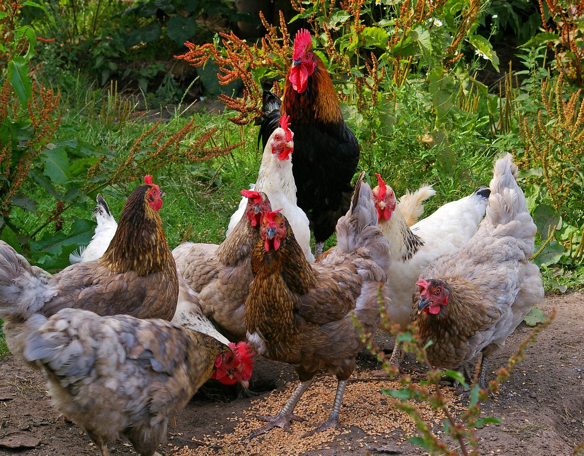 Backyard chickens - Star Milling Co.