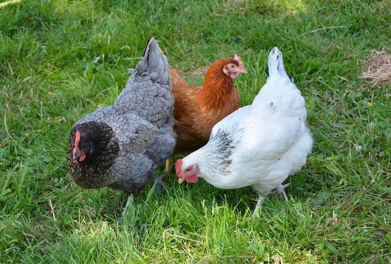 Backyard chickens