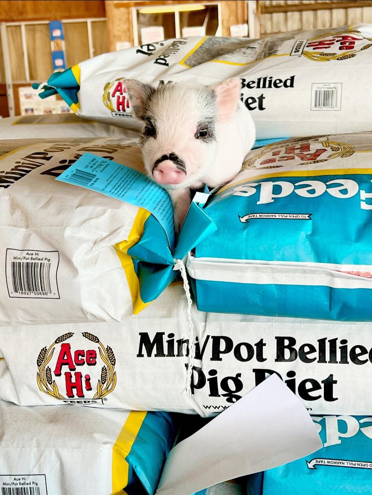 mini pot bellied pig with Ace Hi feed
