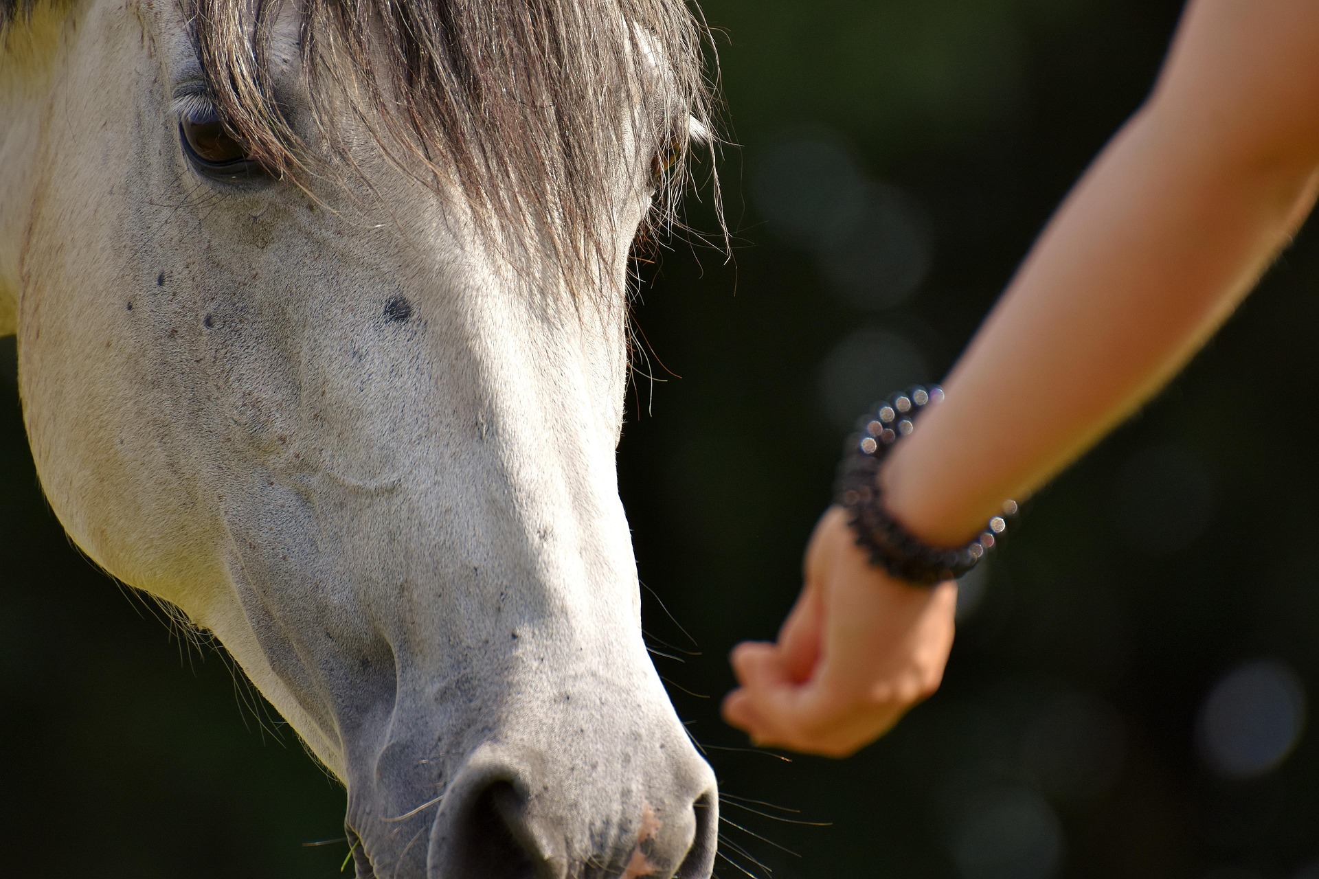 feeding white horse Horse in barn with woman - Star Milling Co.