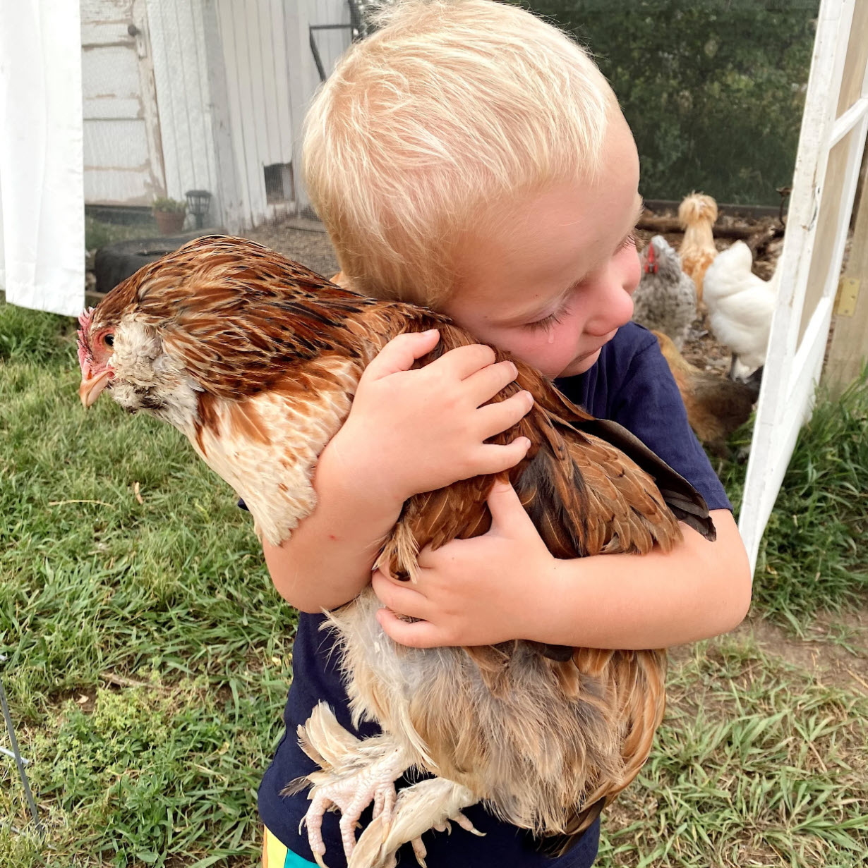 child-pet-chicken Child holding a pet chicken