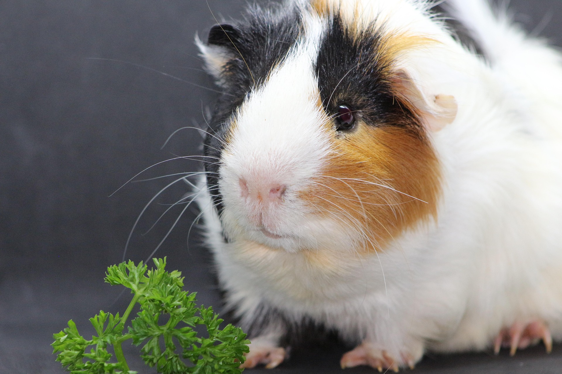 Adorable Guinea Pig