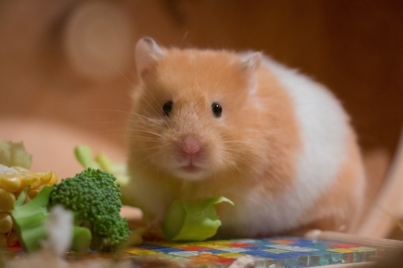Cute Hamster