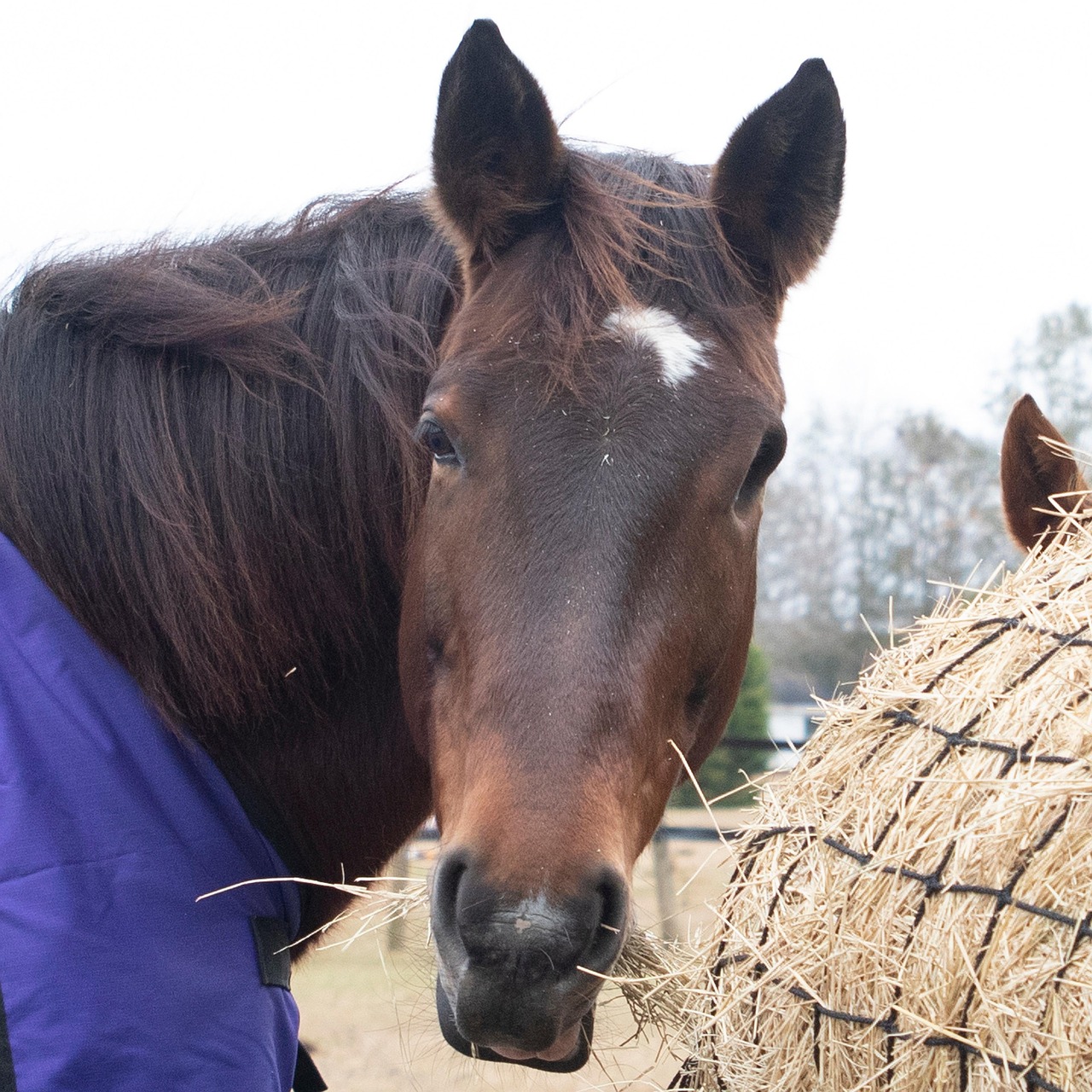 horse-hay-feeder