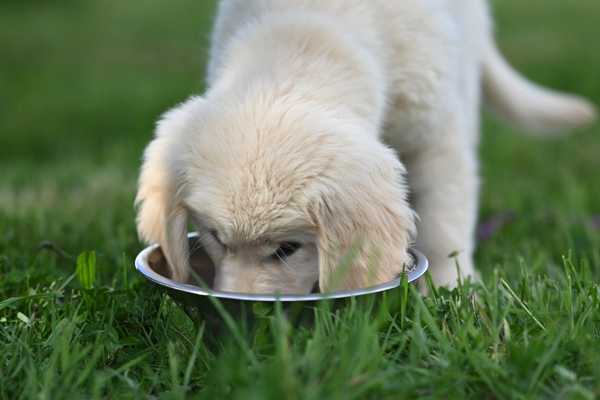 Puppy eating Ultra Balance Meat & Rice Puppy Food