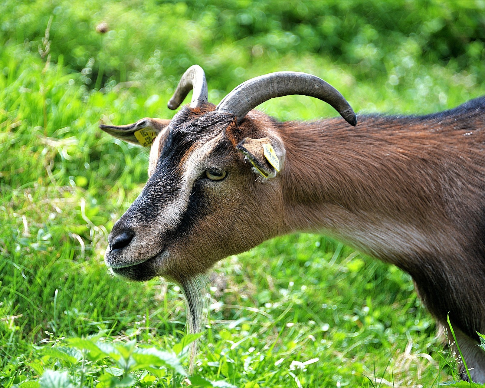 billy-goat-2556656_1920 Goat grazing in pasture