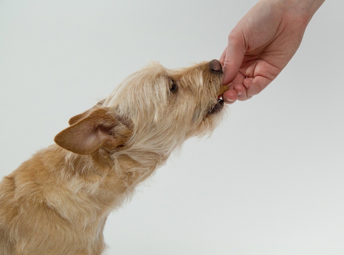 dog-843800_1280 Healthy dog treats