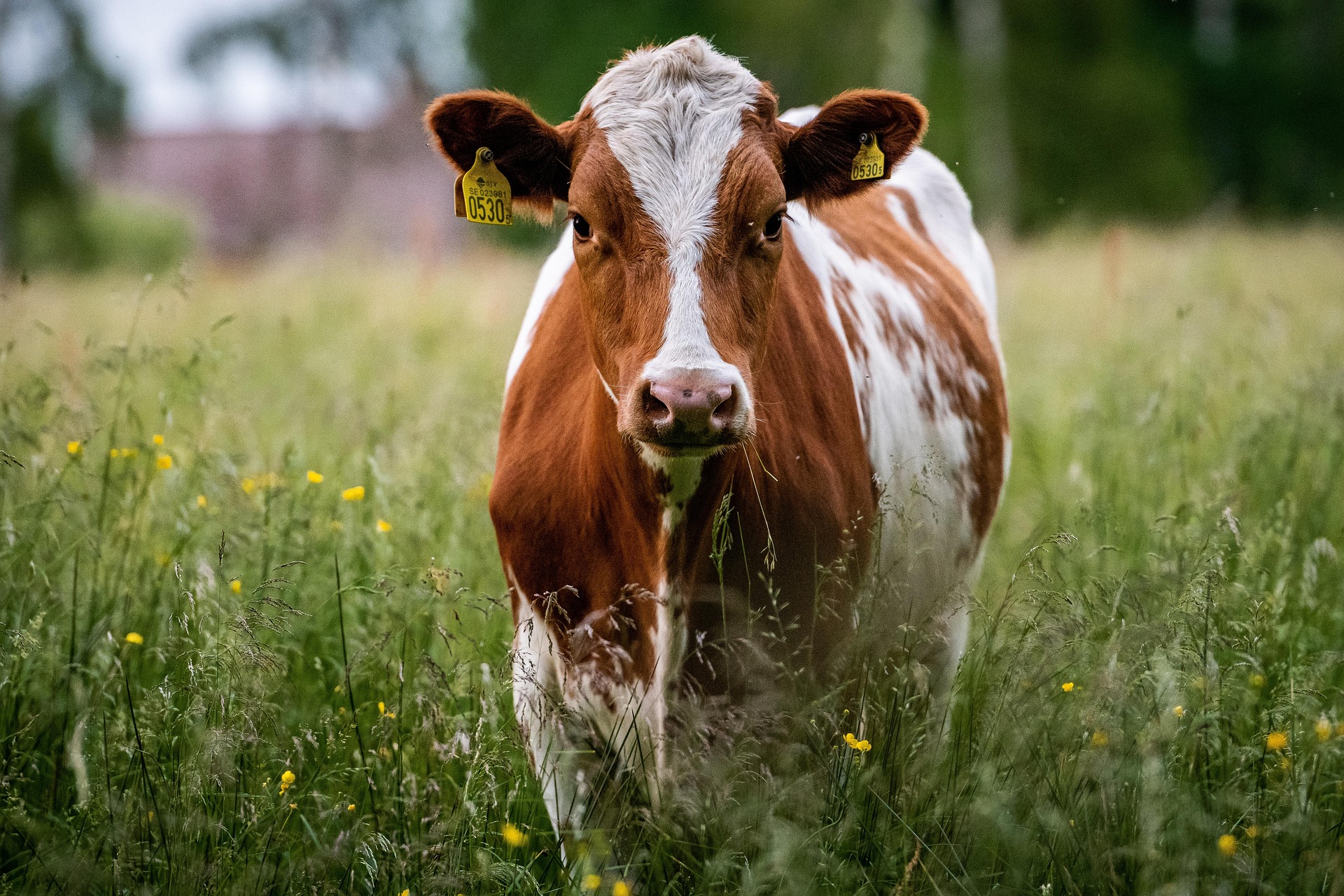 grazing-cow-6360406_1920