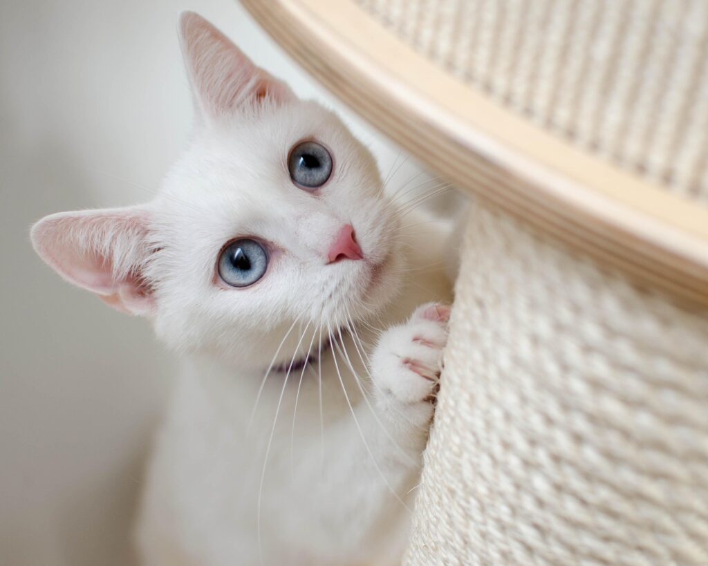 Cat using a scratching post
