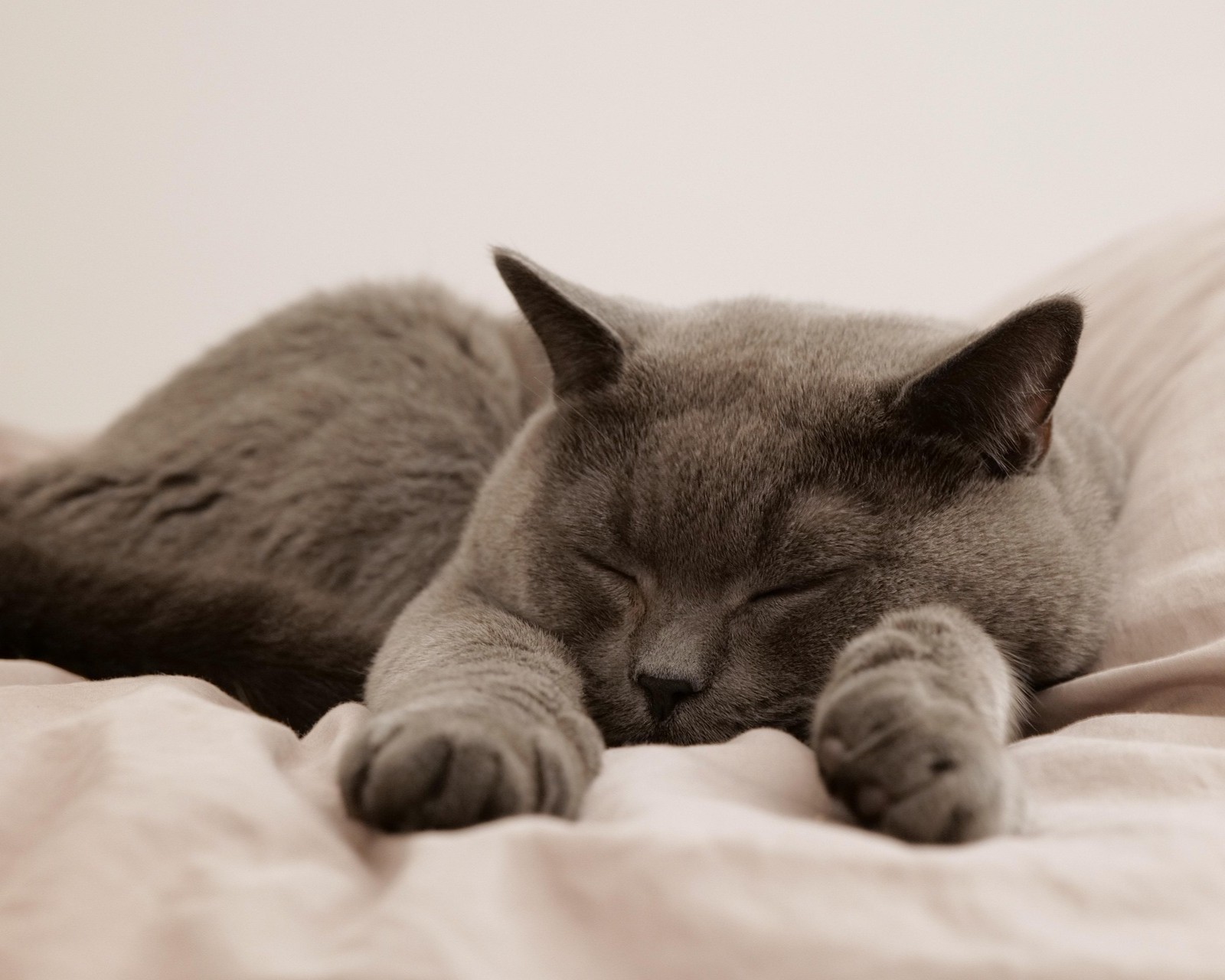 sleeping-cat-7533717_1920 Grey cat sleeping on a bed