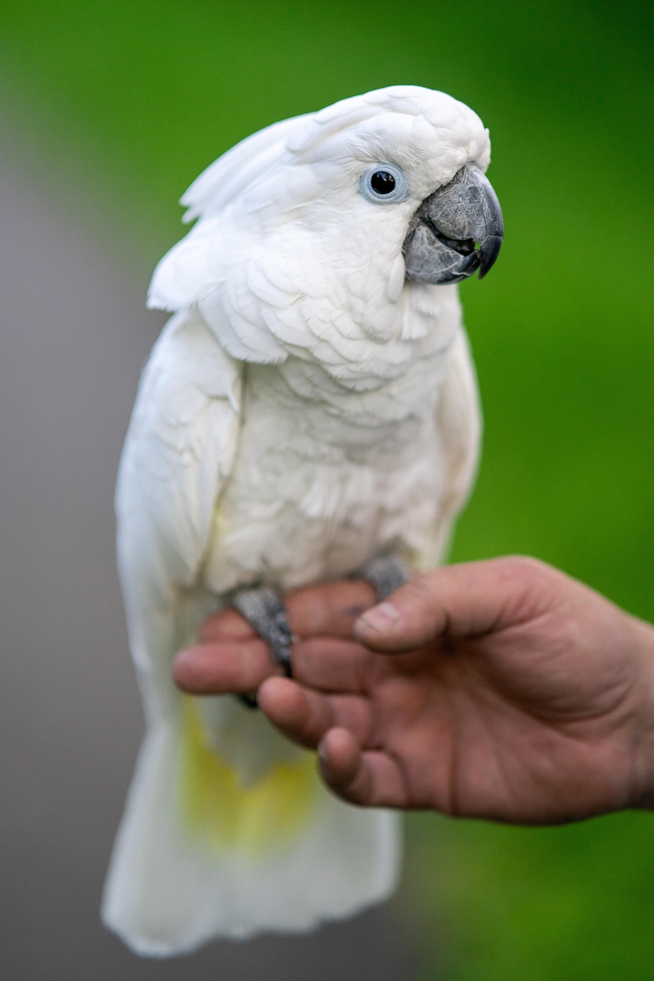 white-cockatoo-7985434_1920