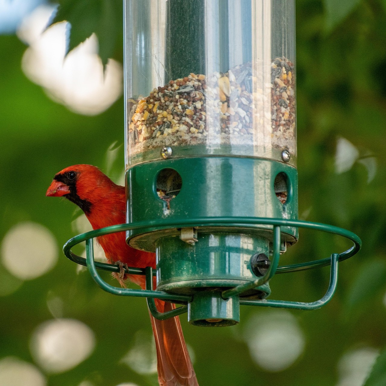Cardinal eating from bird feeder